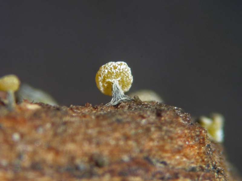 Physarum sp. ?